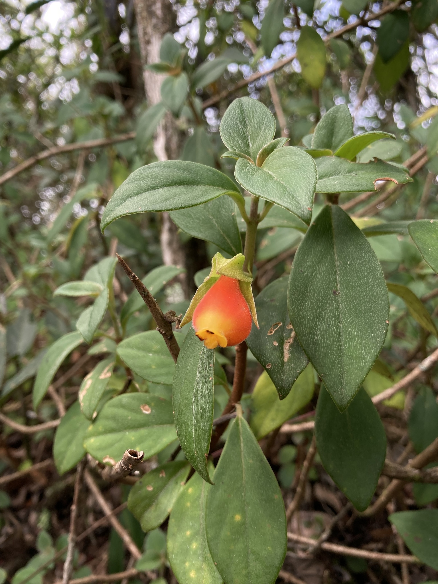 Nematanthus strigillosus