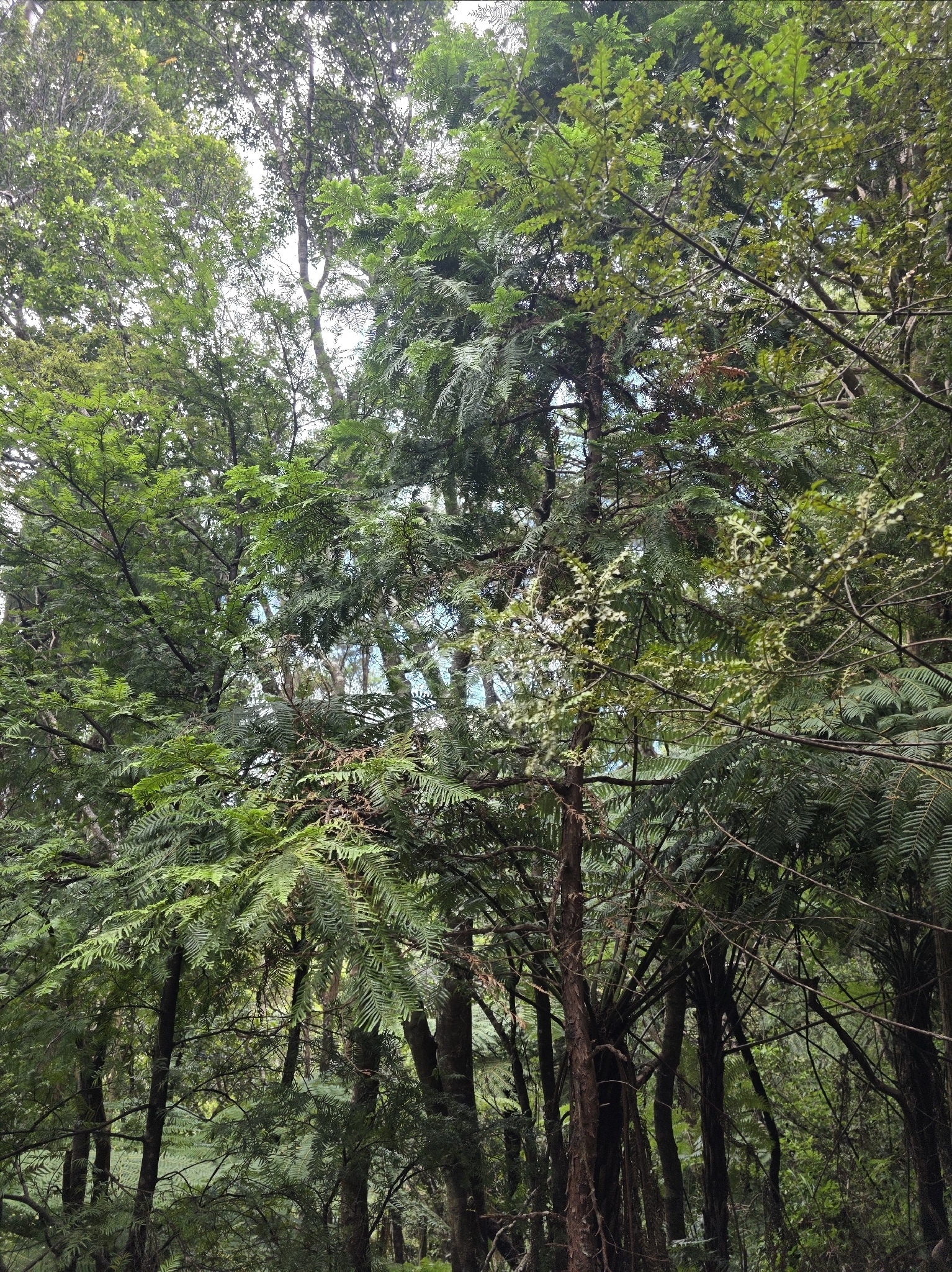 Kawaka (Libocedrus plumosa)
