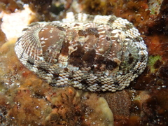Sypharochiton sinclairi