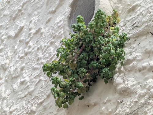 Florida Pellitory (Parietaria floridana)