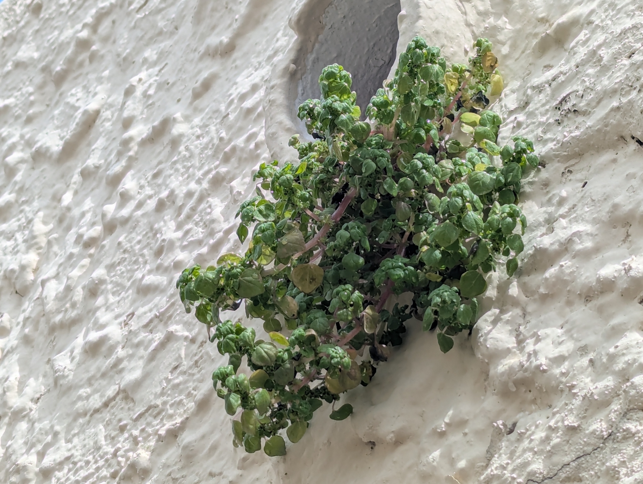 Florida Pellitory (Parietaria floridana)