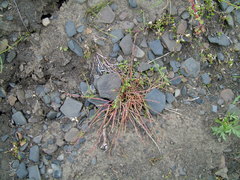 Phippsia concinna algidiformis