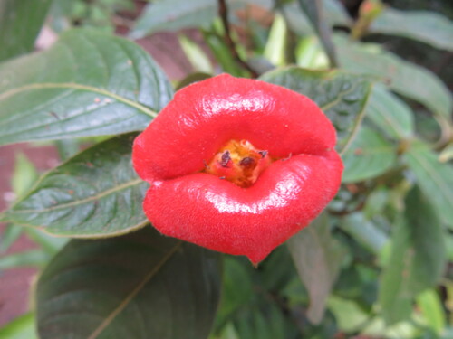 Palicourea tomentosa (Palicourea tomentosa)