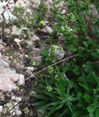 Silene polaris