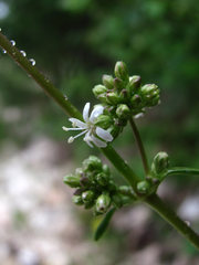 Silene polaris