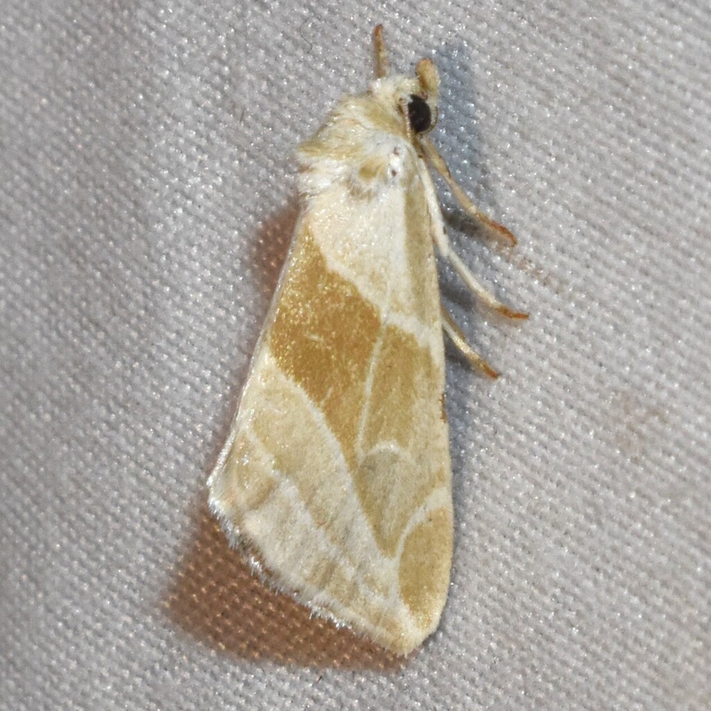 Plagiomimicus yakama