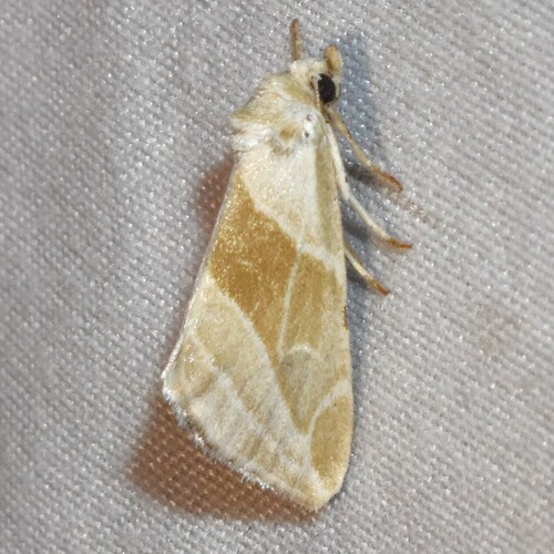 Plagiomimicus yakama
