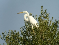 Ardea alba