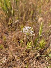 Allium howellii, photograph author not stated, no rights reserved