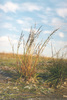 Snow Grass - Photo (c) Игорь Поспелов, some rights reserved (CC BY-NC), uploaded by Игорь Поспелов