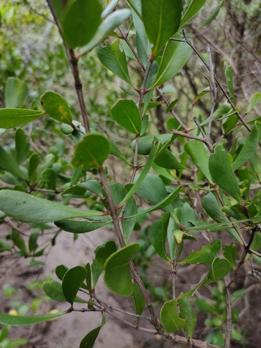 myrtle mangrove (Osbornia octodonta)