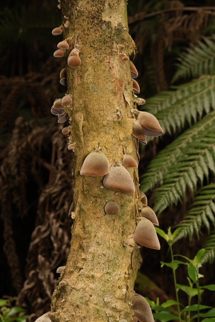 Auricularia cornea · March 2026 · photo: © andrianl (iNaturalist, cc-by)