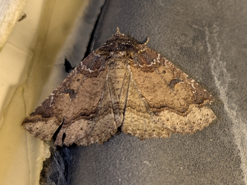 Dixie Zale Moth photo 5
