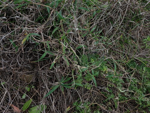 Southern Crabgrass (Digitaria ciliaris)