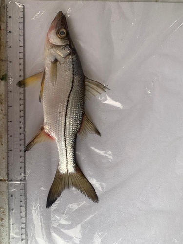 Blackfin snook (Centropomus medius) — Centropomidae