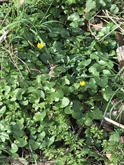 Ficaria verna