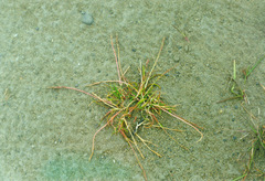 Phippsia concinna algidiformis