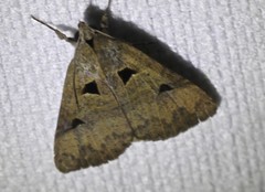 Avatha discolor