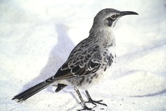 Mimus macdonaldi
