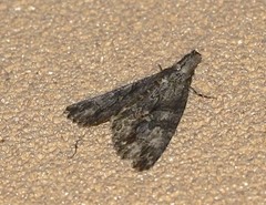 Crioa acronyctoides