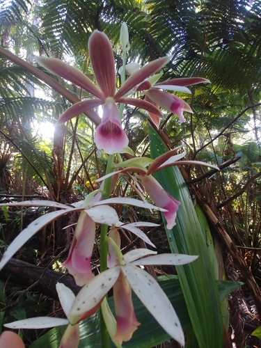 Calanthe tankervilleae