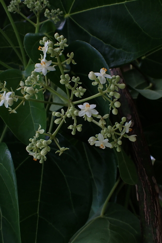 Lantern Tree (Hernandia nymphaeifolia)