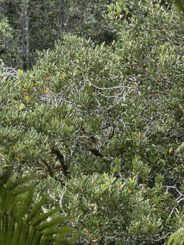 Taraire (Beilschmiedia tarairi)