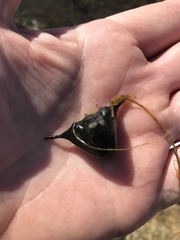 Trapa natans bispinosa