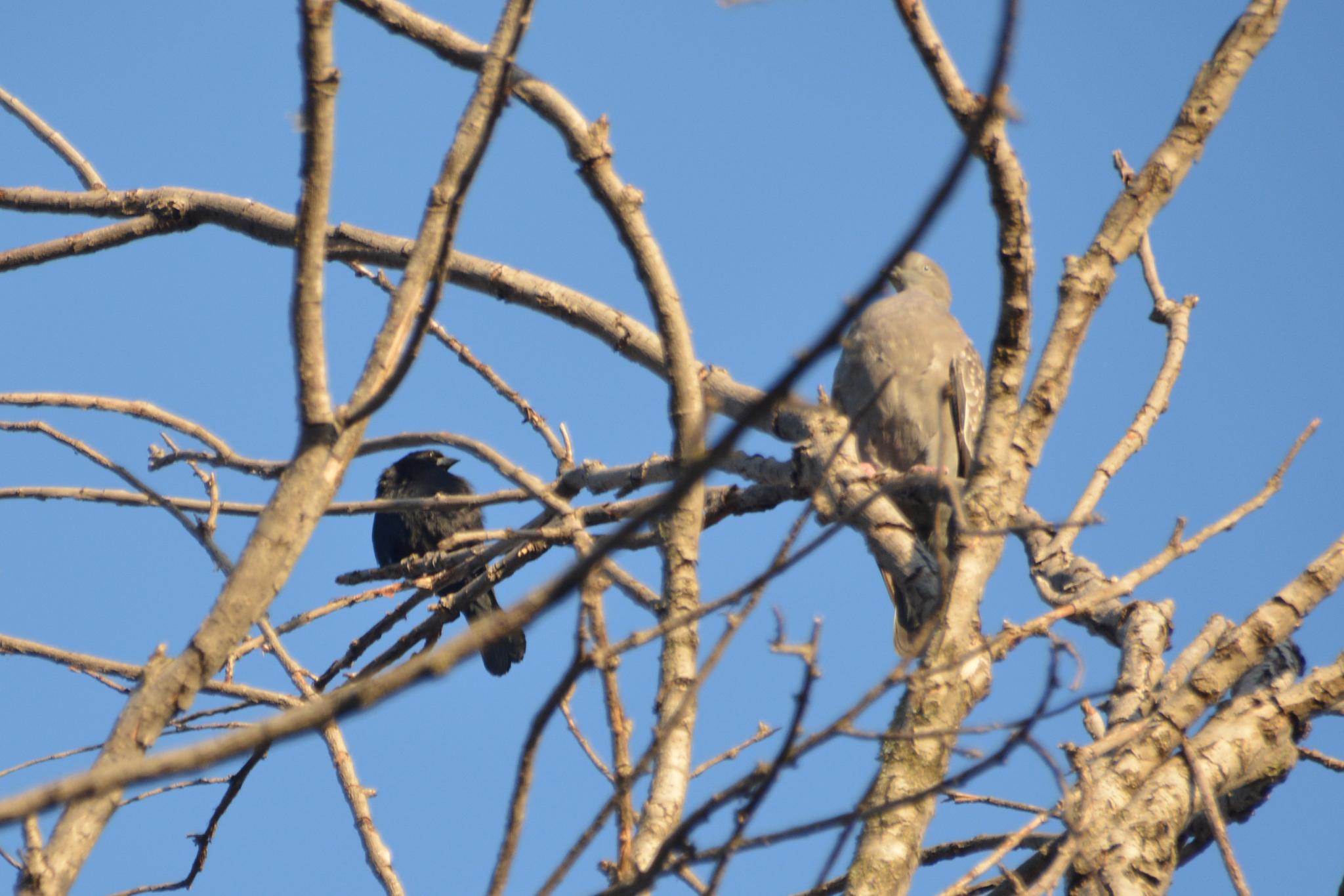 Spot-winged Pigeon (Patagioenas maculosa), photo 4