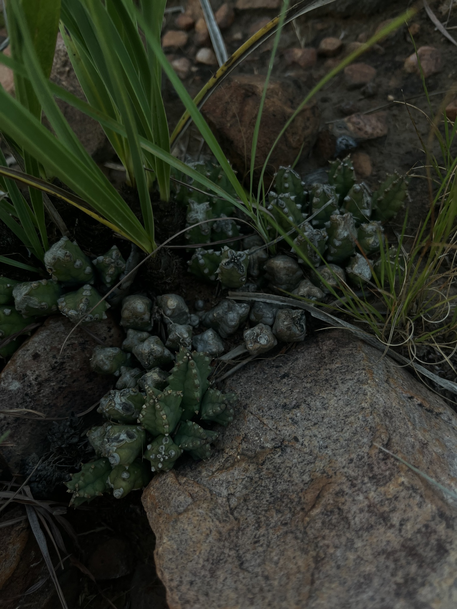 Huernia loeseneriana Schltr.