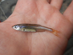 Lythrurus umbratilis