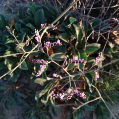 Limonium malacitanum
