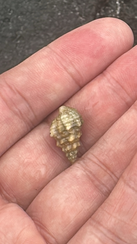 Cerithium echinatum observed 2026-03-30