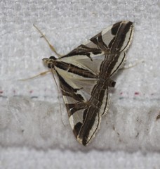 Agrioglypta excelsalis