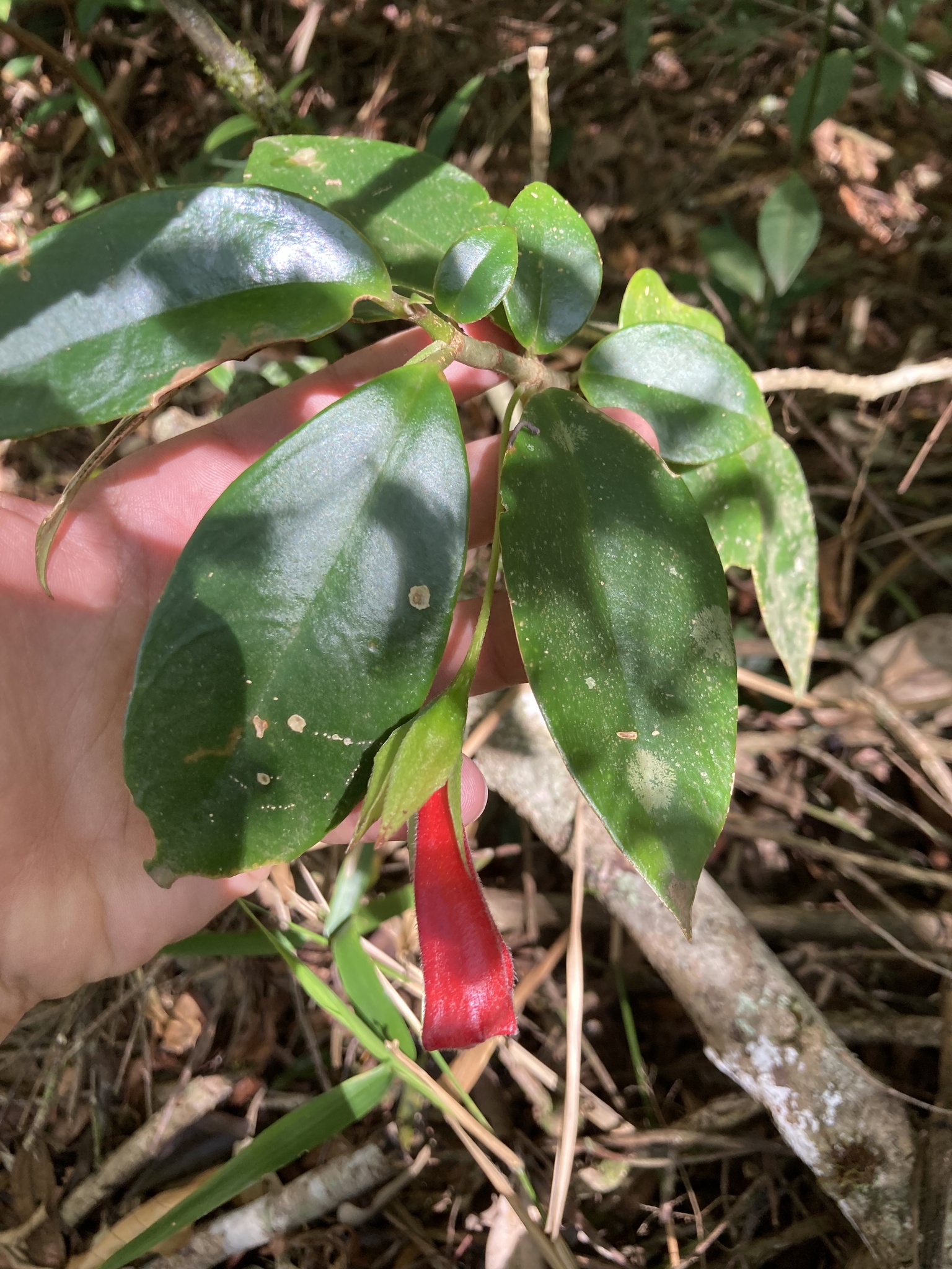 Nematanthus crassifolius