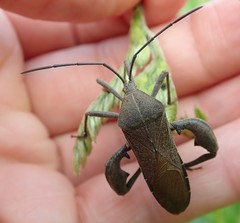 Anoplocnemis phasianus