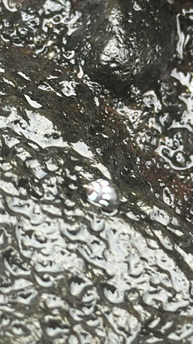 Echinolittorina hawaiiensis observed 2026-03-30