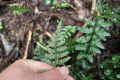 Asplenium lamprophyllum