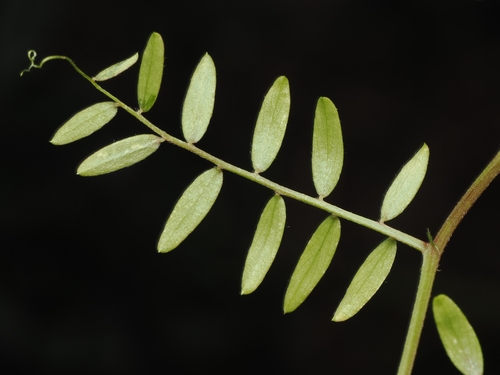 Two-seeded vetch (Vicia disperma)