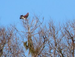 Patagioenas speciosa