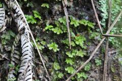 Symphyogyna hymenophyllum