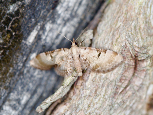 Eupithecia aritai