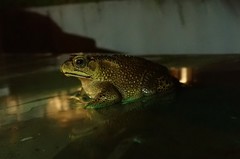 Duttaphrynus melanostictus