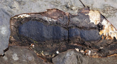 Biscogniauxia mediterranea