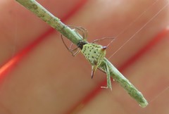 Micrathena bimucronata
