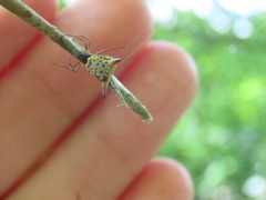 Micrathena bimucronata