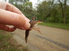 Procambarus natchitochae