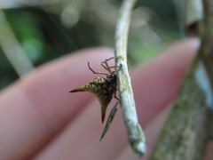 Micrathena bimucronata