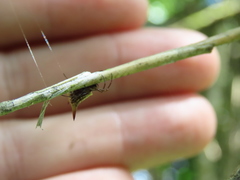 Micrathena bimucronata