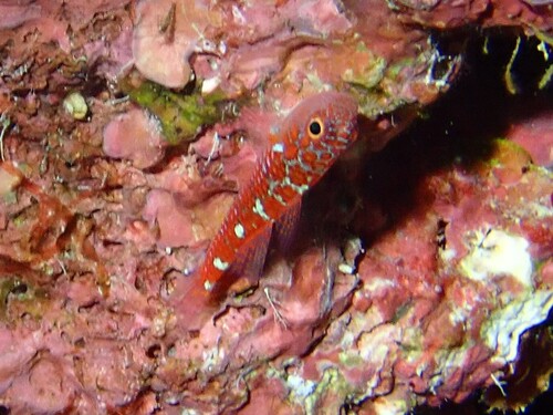 Trimma caesiura observed 2026-03-31